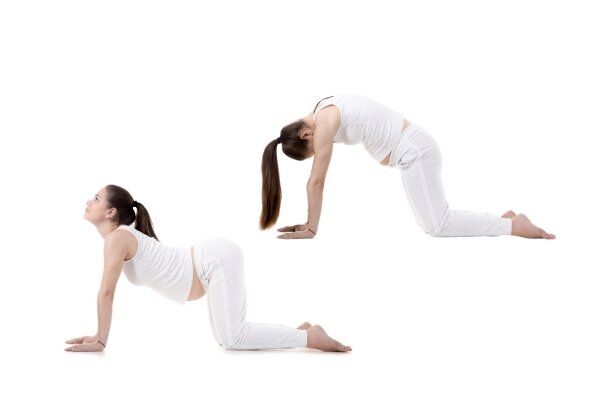 Cat and cow yoga poses