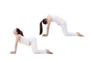 Cat - Cow Pose Cat - cow pose yoga pose